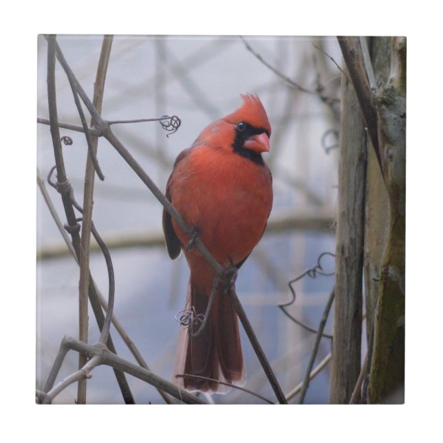 Northern Cardinal on a Misty Morning Tile (Front)
