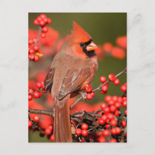 Northern Cardinal on Common Winterberry Postcard