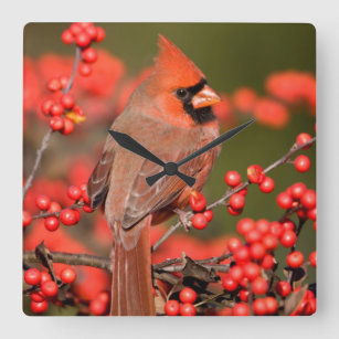 Northern Cardinal on Common Winterberry Square Wall Clock