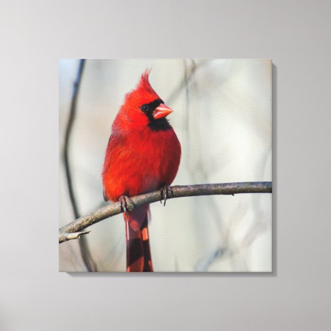 Northern Cardinal Perch Canvas Print (Front)