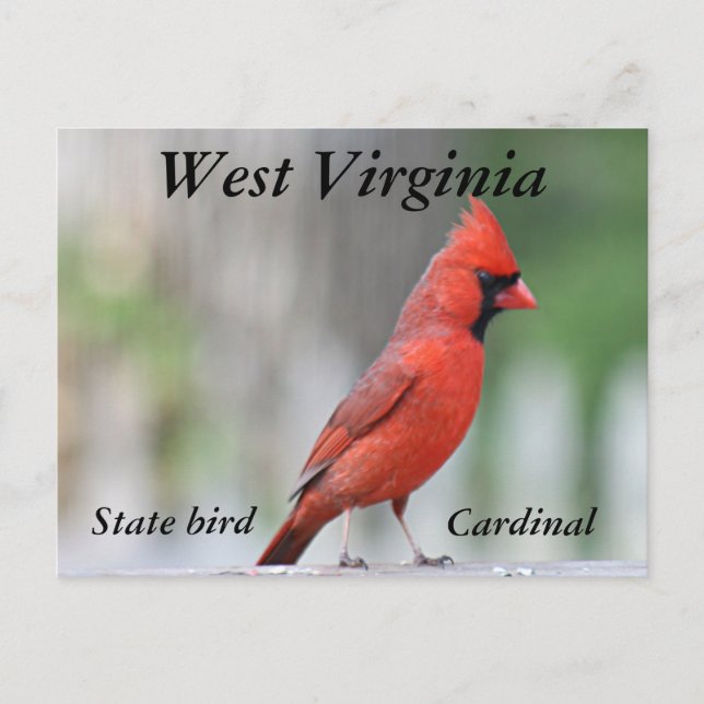 Northern Cardinal photo Postcard (Front)