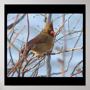 Northern Cardinal Photo Poster