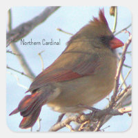 Northern Cardinal Photo Stickers