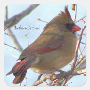 Northern Cardinal Photo Stickers