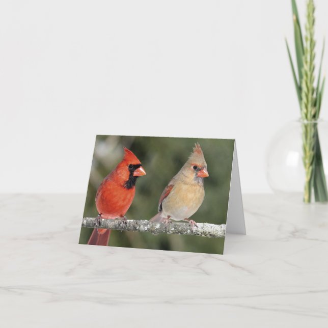Northern Cardinal Photograph Note Card (Front)
