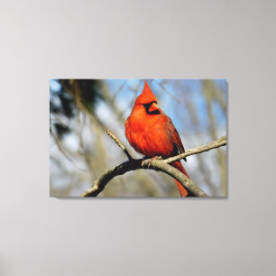 Northern Cardinal Portrait Canvas Print
