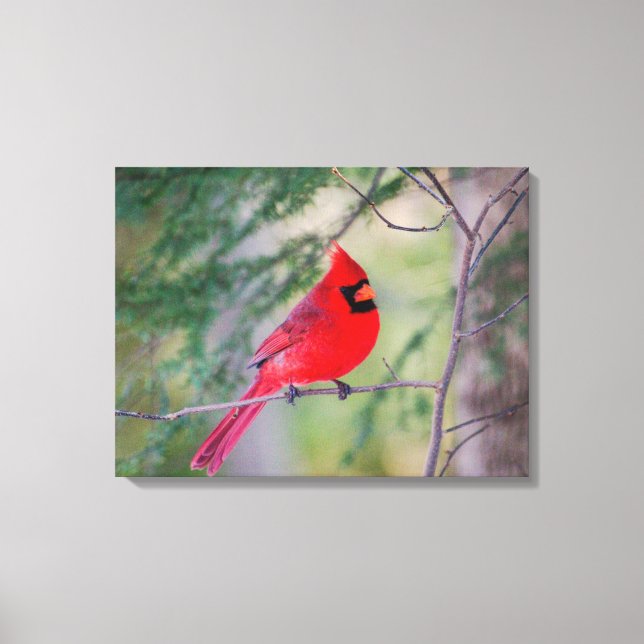 Northern Cardinal Portrait Canvas Print (Front)
