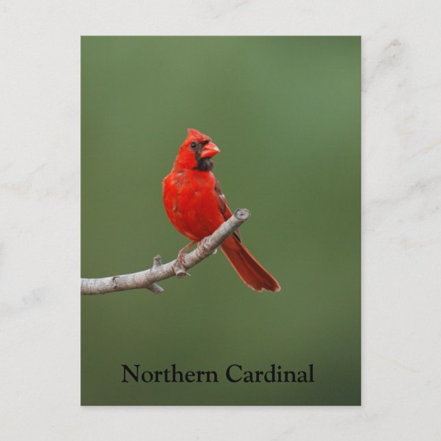 Northern Cardinal Postcard (Front)