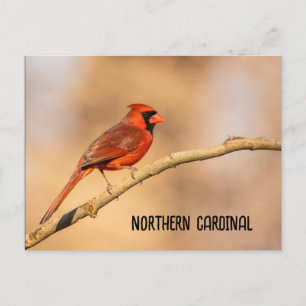 Northern Cardinal Postcard