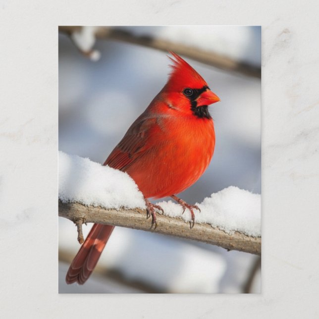 Northern Cardinal Postcard (Front)