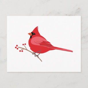 Northern Cardinal Postcard