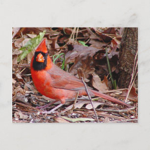 Northern Cardinal Postcard