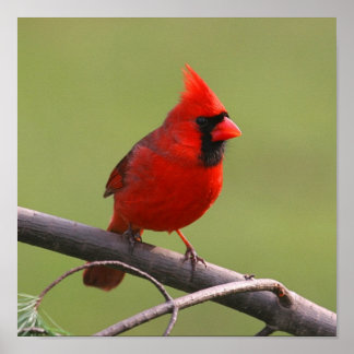 Northern Cardinal Poster