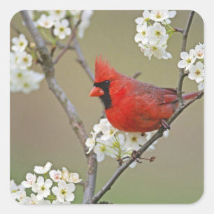 Northern Cardinal Square Sticker