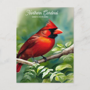 Northern Cardinal-State Bird of Ohio Postcard