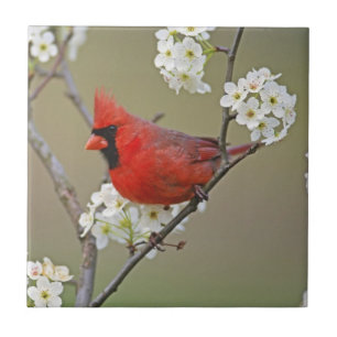 Northern Cardinal Tile