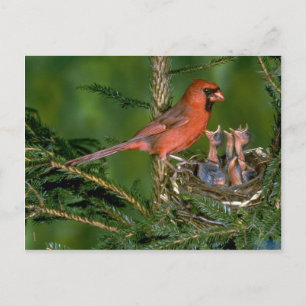 Northern Cardinal with young Postcard