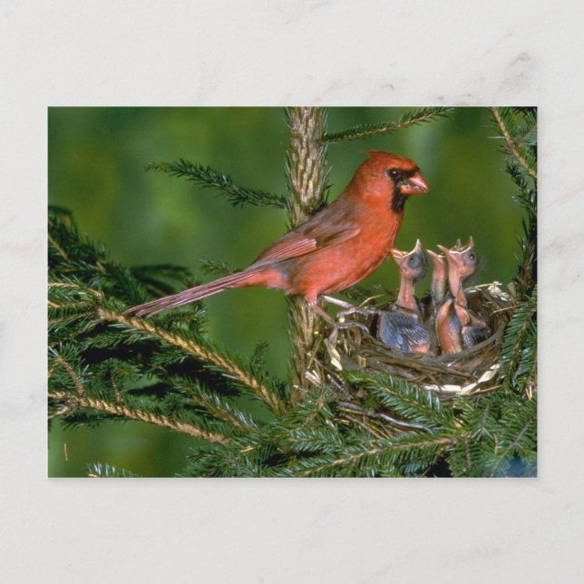 Northern Cardinal with young Postcard (Front)