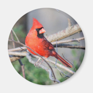 Northern Cardinal Woods Magnet