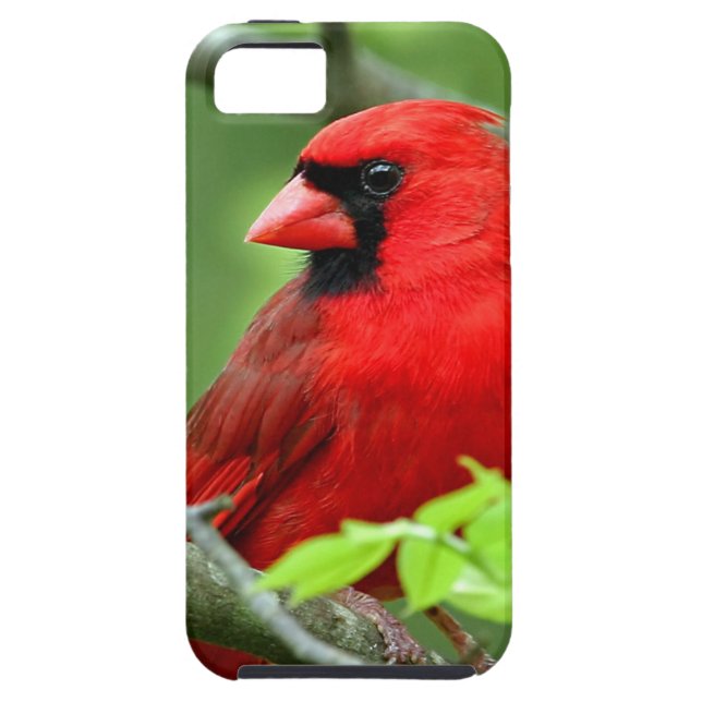 Northern cardinals Case-Mate iPhone case (Back)