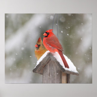 Northern Cardinals in Snow Poster