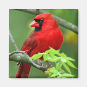 Northern cardinals magnet