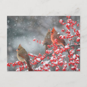 Northern Cardinals Marion, Illinois Postcard