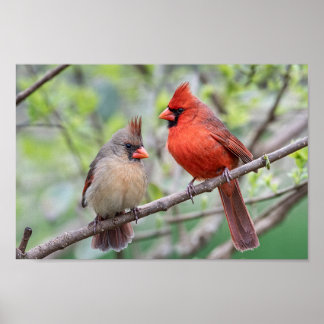 Northern Cardinals Mates for Life Poster