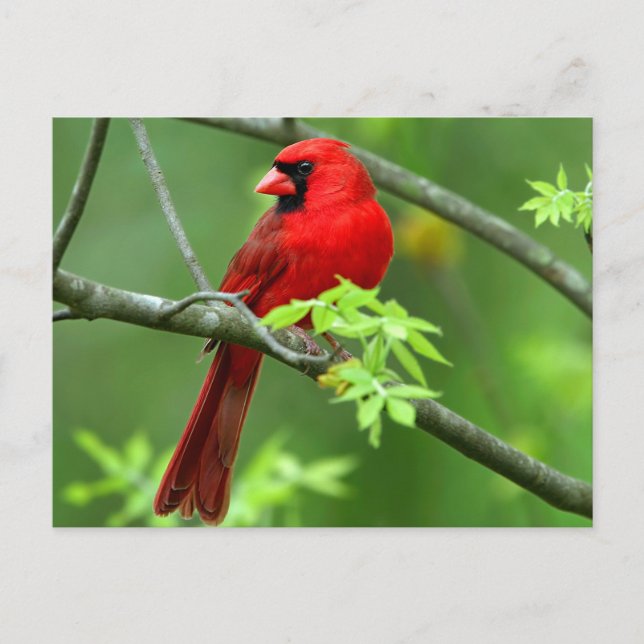 Northern cardinals postcard (Front)