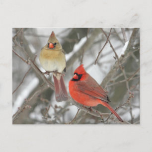 Northern Cardinals Postcard