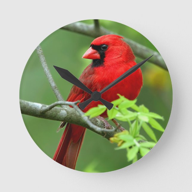 Northern cardinals round clock (Front)