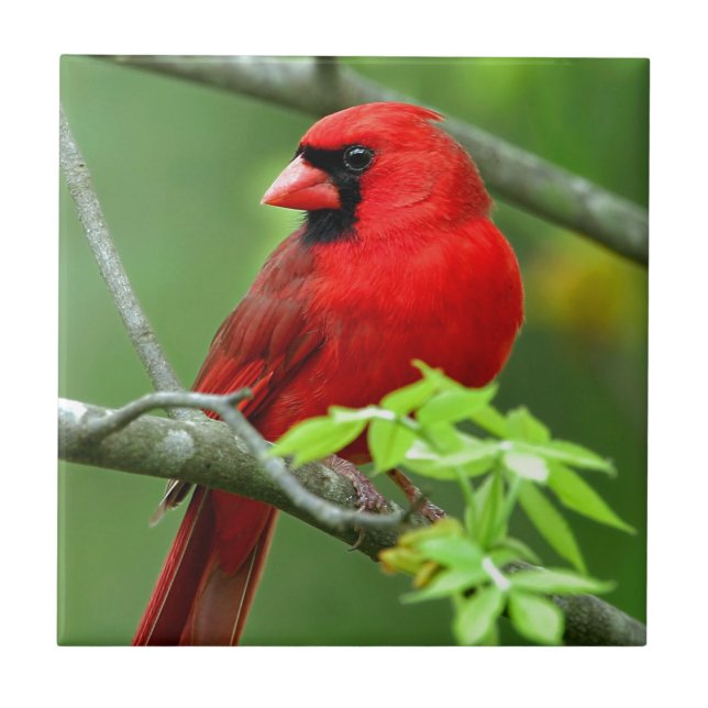 Northern cardinals tile (Front)
