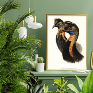 Northern cassowaries, Vintage birds Poster