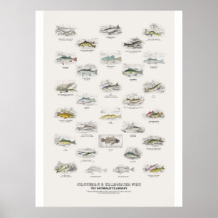 Northern & Coldwater Fish - Naturalist's Library Poster
