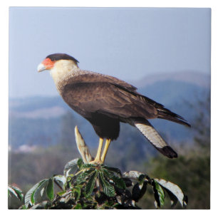 Northern Crested Caracara Bird of Prey on tree Tile