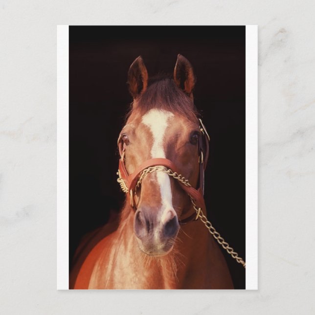 Northern Dancer Up Close & Personal! Postcard (Front)