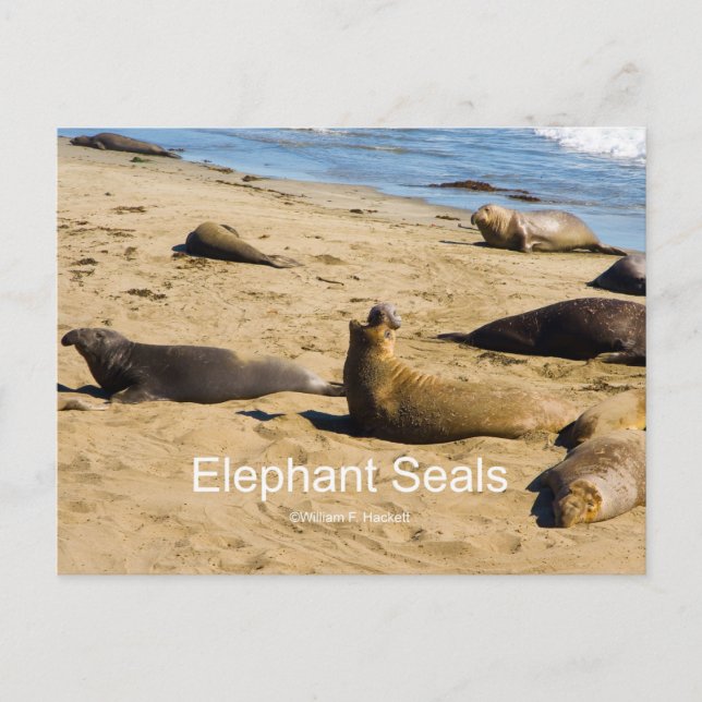 Northern Elephant Seal California Products Postcard (Front)