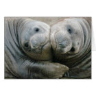 Northern Elephant Seal Pups