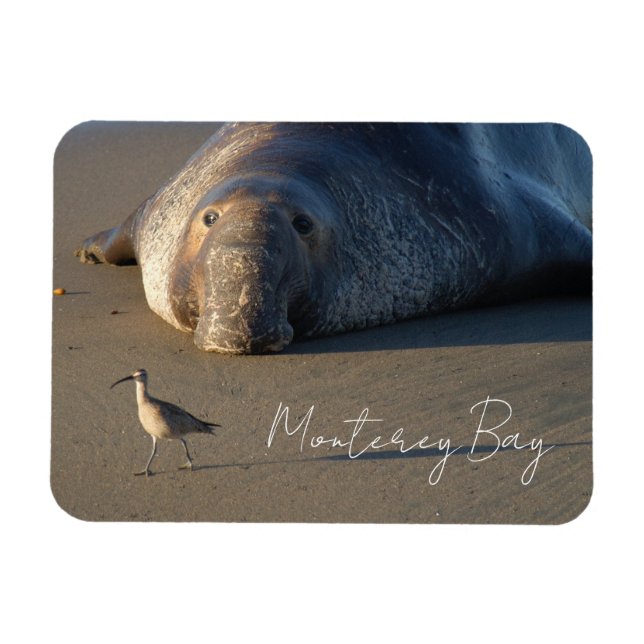 Northern Elephant Seal Watching Bird, Monterey Bay Magnet (Horizontal)