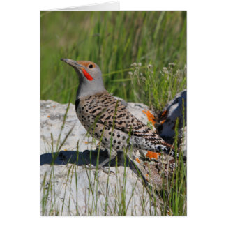 Northern Flicker