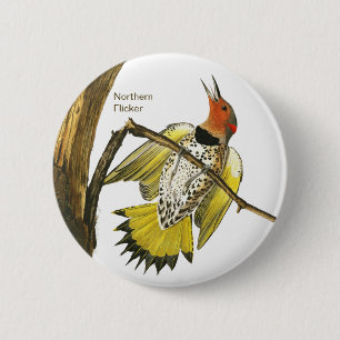 Northern Flicker, Audubon, Birdwatcher Accessory, 2 Inch Round Button