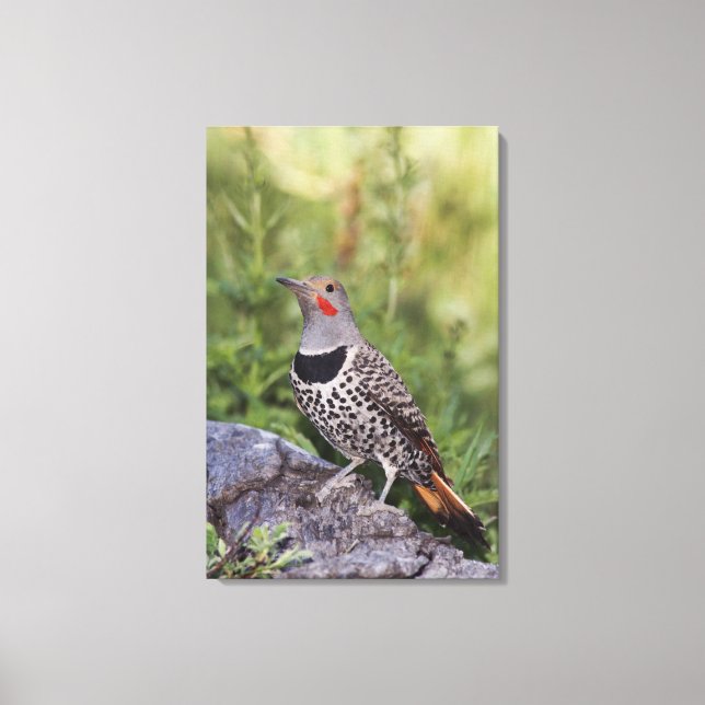 Northern Flicker, Colaptes auratus, Red-shafted Canvas Print (Front)