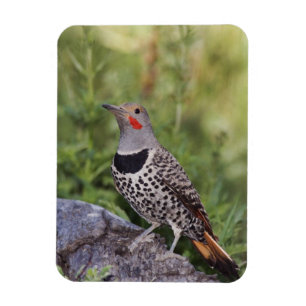 Northern Flicker, Colaptes auratus, Red-shafted Magnet