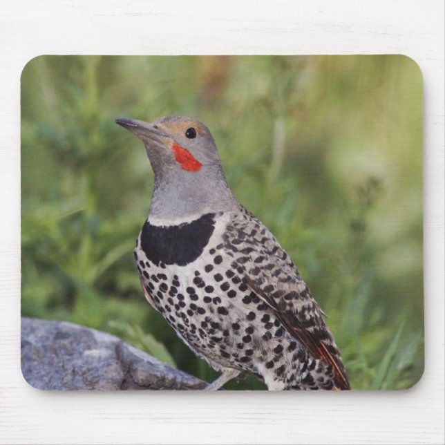 Northern Flicker, Colaptes auratus, Red-shafted Mouse Pad (Front)