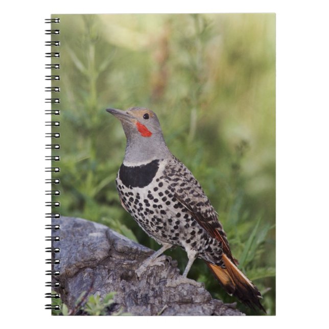 Northern Flicker, Colaptes auratus, Red-shafted Notebook (Front)