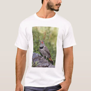 Northern Flicker, Colaptes auratus, Red-shafted T-Shirt