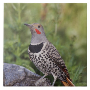 Northern Flicker, Colaptes auratus, Red-shafted Tile
