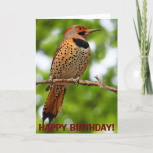 Northern flicker customizable greetings card