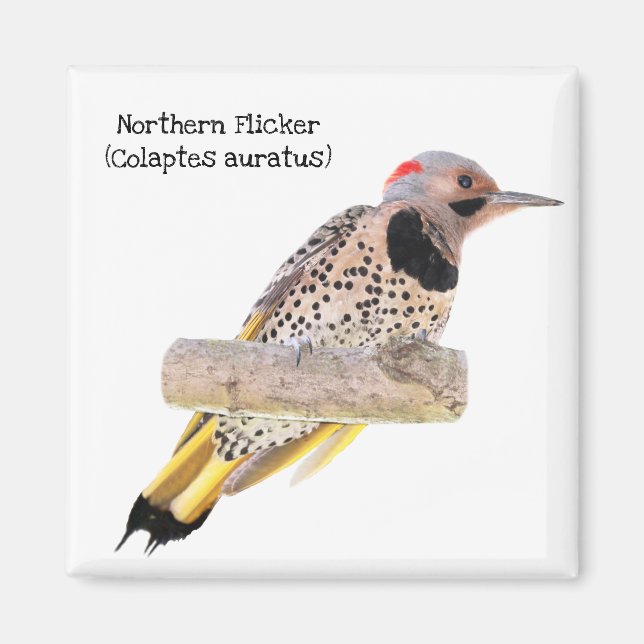 Northern Flicker Magnet (Front)