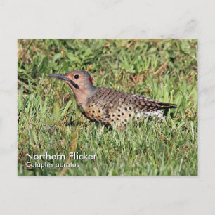 Northern Flicker Postcard